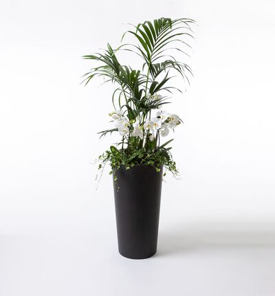 Arrangementsplanting med Kentiapalme og hvite orkidéer høy